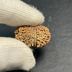 17 Mukhi Nepali Rudraksha for Wealth & Prosperity