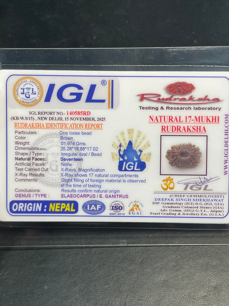 17 Mukhi Nepali Rudraksha for Wealth & Prosperity
