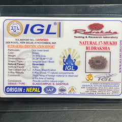 17 Mukhi Nepali Rudraksha for Wealth & Prosperity