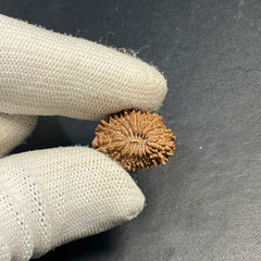17 Mukhi Nepali Rudraksha for Wealth & Prosperity