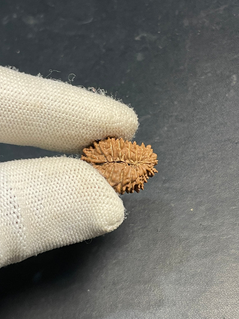17 Mukhi Nepali Rudraksha for Wealth & Prosperity