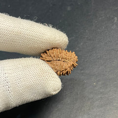 17 Mukhi Nepali Rudraksha for Wealth & Prosperity