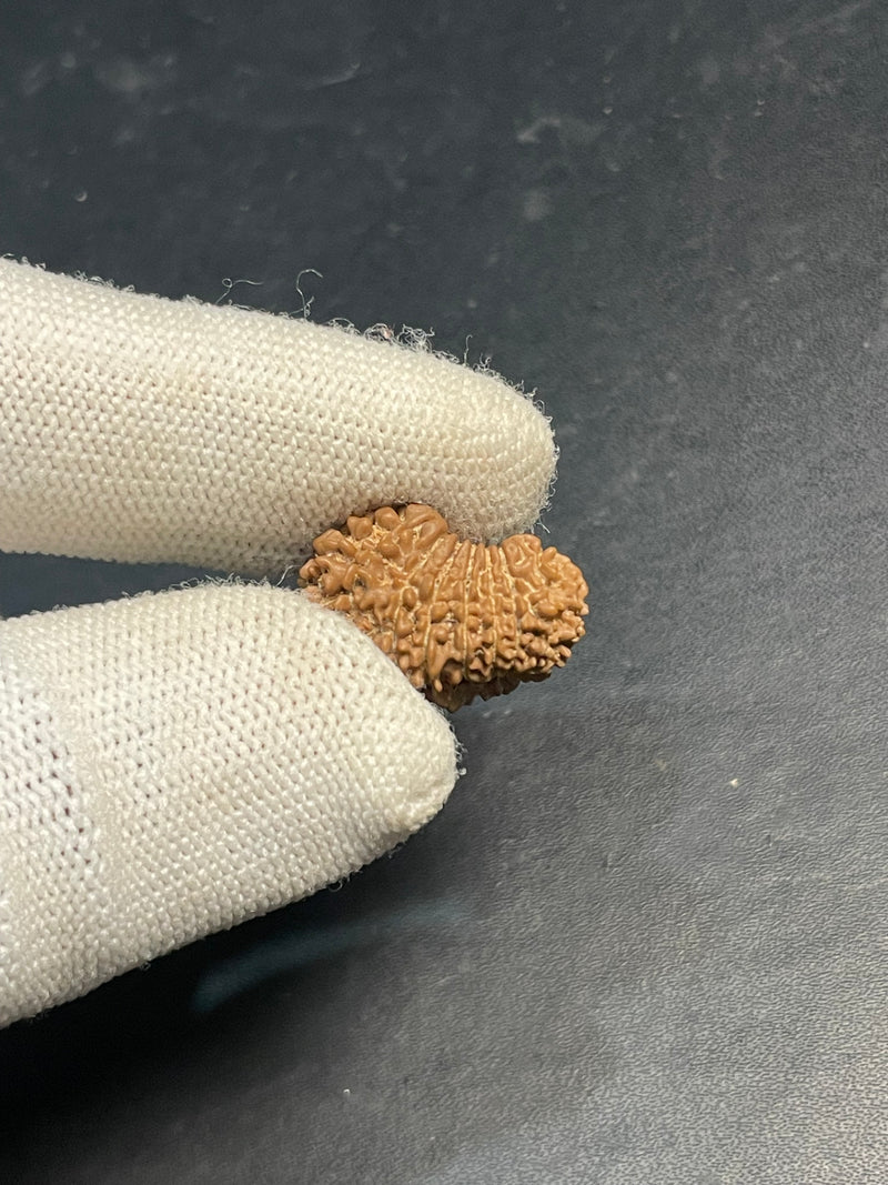 17 Mukhi Nepali Rudraksha for Wealth & Prosperity