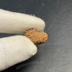 17 Mukhi Nepali Rudraksha for Wealth & Prosperity