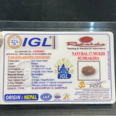 17 Mukhi Nepali Rudraksha for Wealth & Prosperity