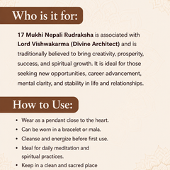 17 Mukhi Nepali Rudraksha for Wealth & Prosperity