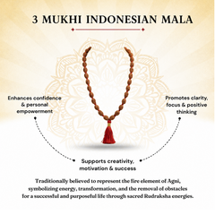 3 Mukhi Indonesian Rudraksha Beaded Mala
