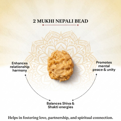2 Mukhi Nepali Rudraksha Bead for Relationship Harmony