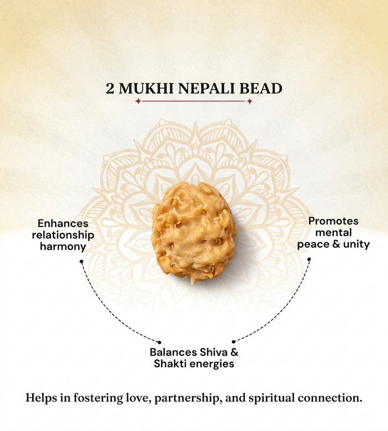 2 Mukhi Nepali Rudraksha Bead for Relationship Harmony