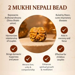 2 Mukhi Nepali Rudraksha Bead for Relationship Harmony