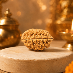 2 Mukhi South Indian Rudraksha for Harmony & Unity