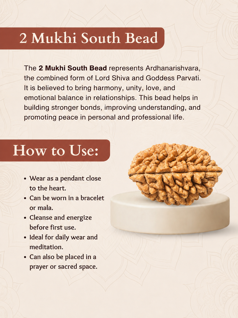 2 Mukhi South Indian Rudraksha for Harmony & Unity