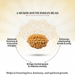2 Mukhi South Indian Rudraksha for Harmony & Unity