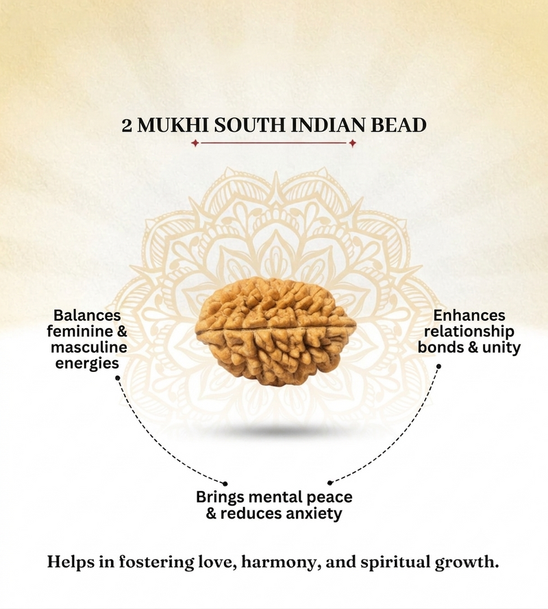 2 Mukhi South Indian Rudraksha for Harmony & Unity