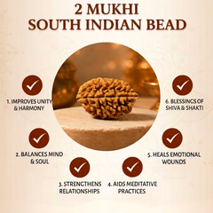 2 Mukhi South Indian Rudraksha for Harmony & Unity