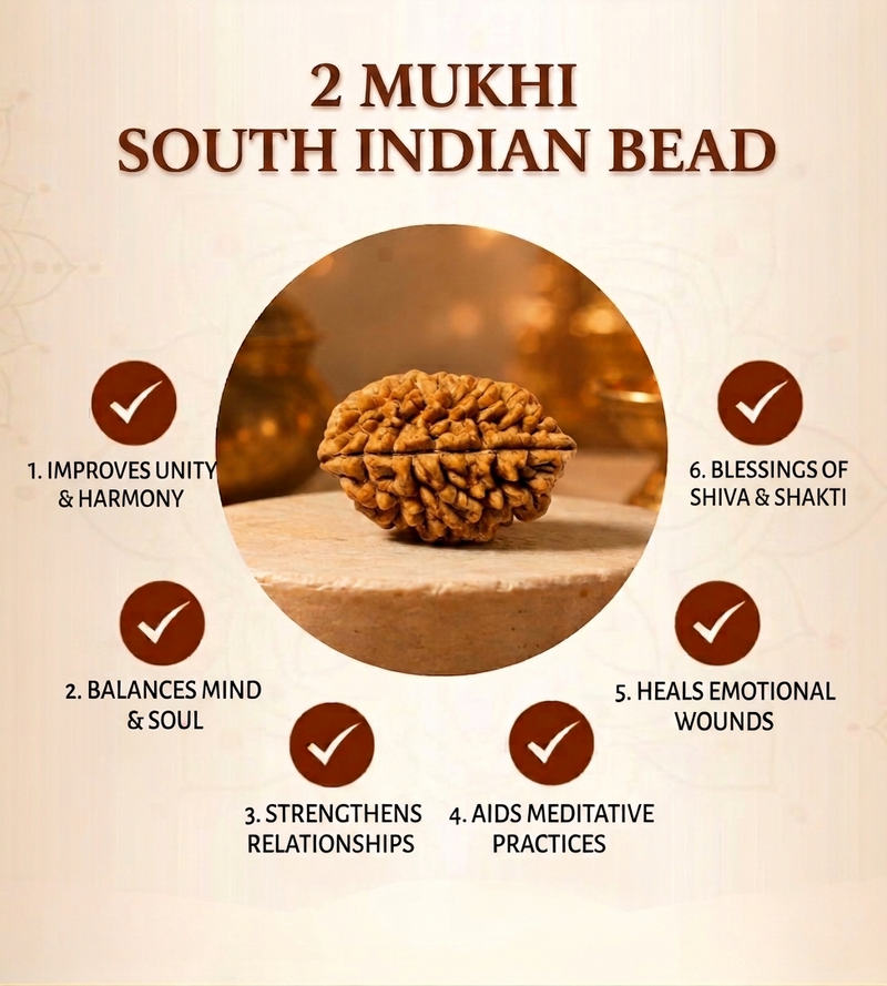 2 Mukhi South Indian Rudraksha for Harmony & Unity