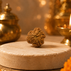 3 Mukhi Nepali Rudraksha for Confidence & Positive Energy