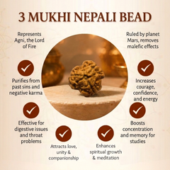 3 Mukhi Nepali Rudraksha for Confidence & Positive Energy