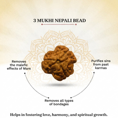 3 Mukhi Nepali Rudraksha for Confidence & Positive Energy