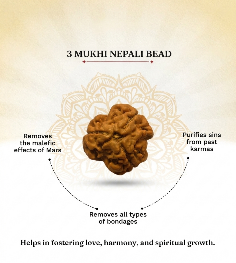 3 Mukhi Nepali Rudraksha for Confidence & Positive Energy