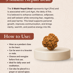 3 Mukhi Nepali Rudraksha for Confidence & Positive Energy