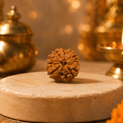 4 Mukhi Nepali Rudraksha for Knowledge & Creativity