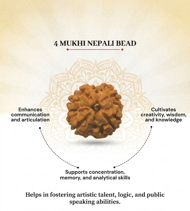 4 Mukhi Nepali Rudraksha for Knowledge & Creativity