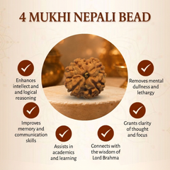 4 Mukhi Nepali Rudraksha for Knowledge & Creativity