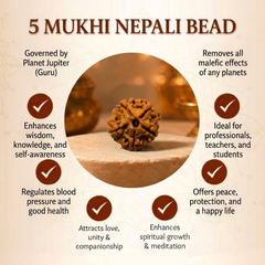 5 Mukhi Nepali Rudraksha Bead for Peace & Meditation