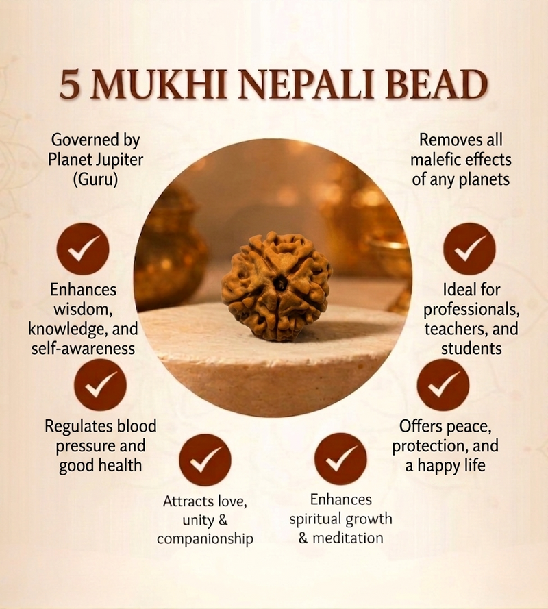 5 Mukhi Nepali Rudraksha Bead for Peace & Meditation