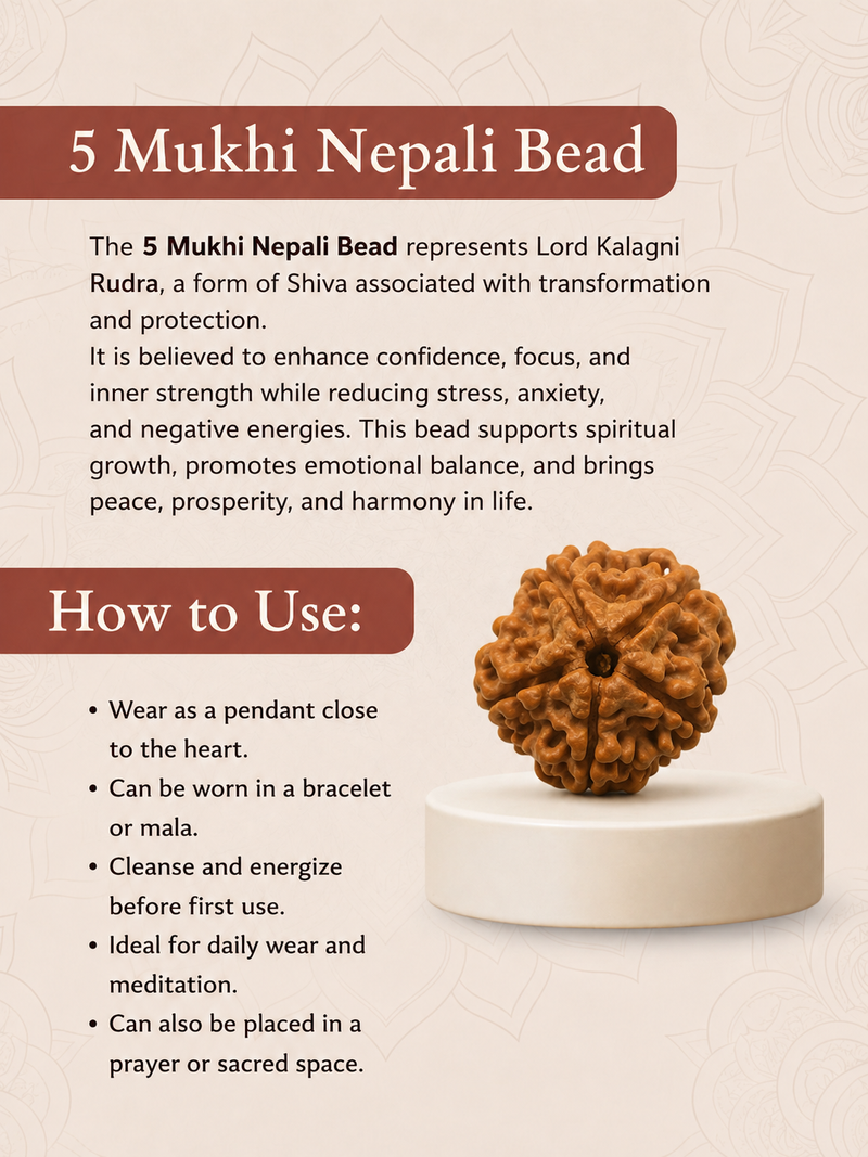 5 Mukhi Nepali Rudraksha Bead for Peace & Meditation