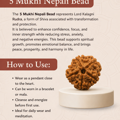 5 Mukhi Nepali Rudraksha Bead for Peace & Meditation