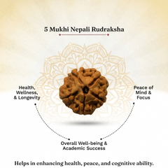 5 Mukhi Nepali Rudraksha Bead for Peace & Meditation