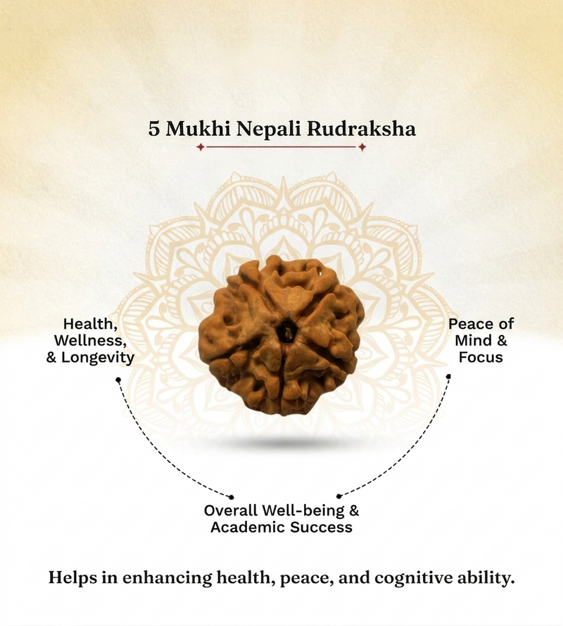 5 Mukhi Nepali Rudraksha Bead for Peace & Meditation