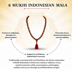6 Mukhi Indonesian Rudraksha 108 Bead Mala