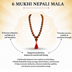 6 Mukhi Nepali Rudraksha Mala 54 Beads for Focus & Power
