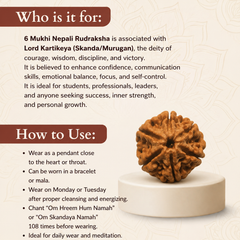 6 Mukhi Nepali Rudraksha Bead for Confidence & Willpower