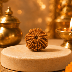 7 Mukhi Nepali Rudraksha Bead for Wealth & Prosperity