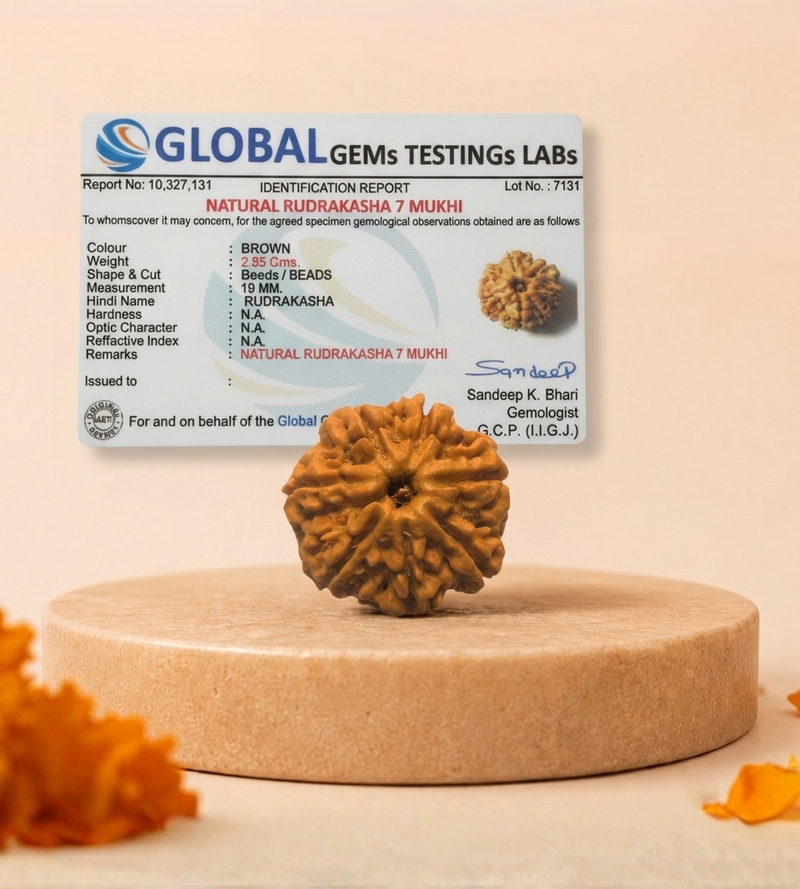7 Mukhi Nepali Rudraksha Bead for Wealth & Prosperity
