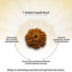 7 Mukhi Nepali Rudraksha Bead for Wealth & Prosperity