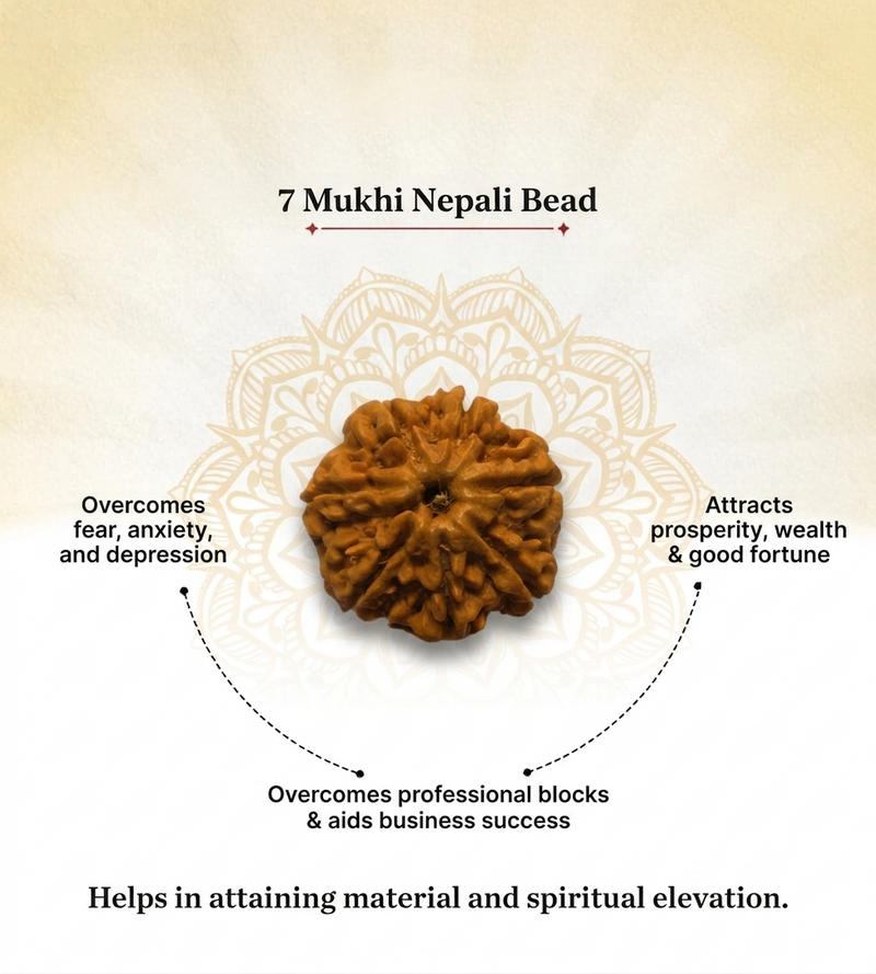 7 Mukhi Nepali Rudraksha Bead for Wealth & Prosperity