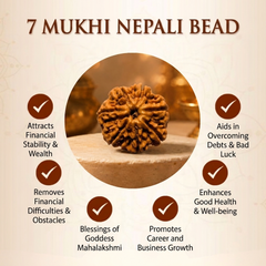 7 Mukhi Nepali Rudraksha Bead for Wealth & Prosperity
