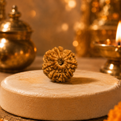 8 Mukhi Nepali Rudraksha Bead for Success & Protection