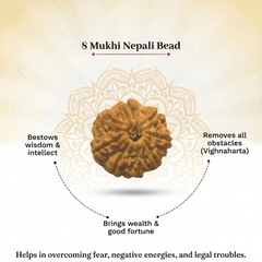 8 Mukhi Nepali Rudraksha Bead for Success & Protection