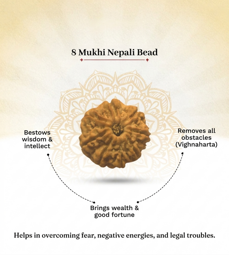 8 Mukhi Nepali Rudraksha Bead for Success & Protection