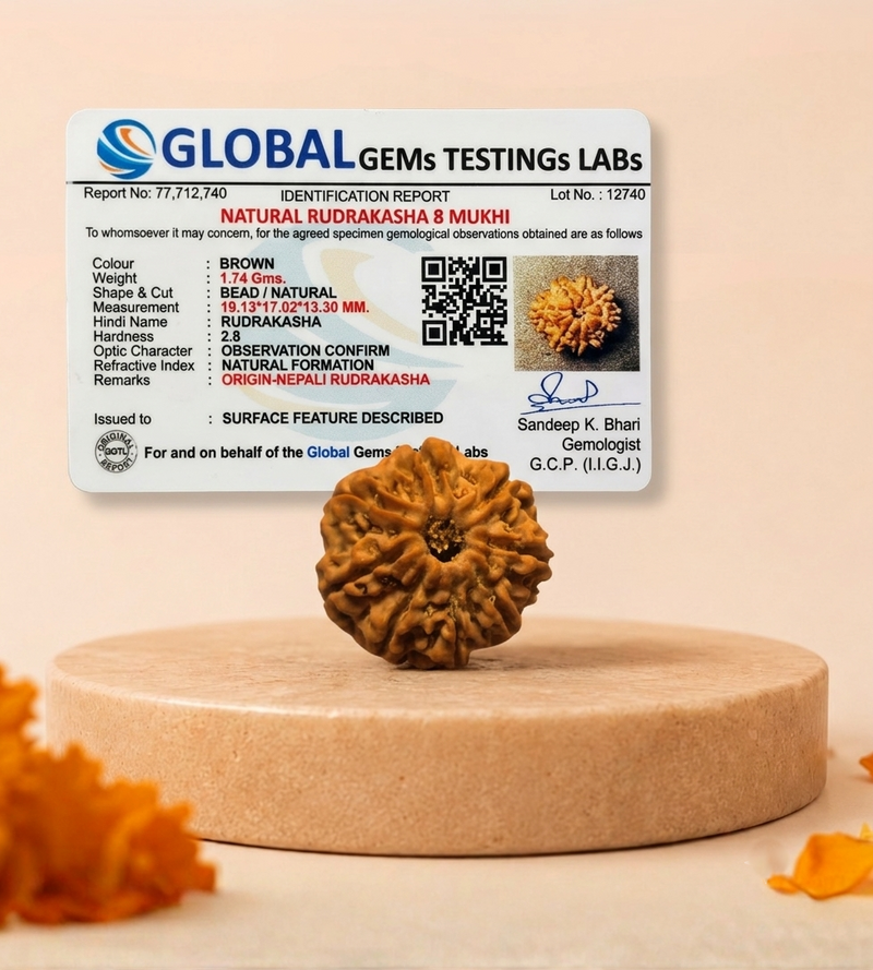 8 Mukhi Nepali Rudraksha Bead for Success & Protection
