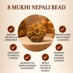 8 Mukhi Nepali Rudraksha Bead for Success & Protection