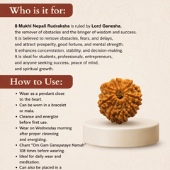 8 Mukhi Nepali Rudraksha Bead for Success & Protection