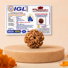 1 Mukhi Nepali Rudraksha Bead for Protection & Inner Peace