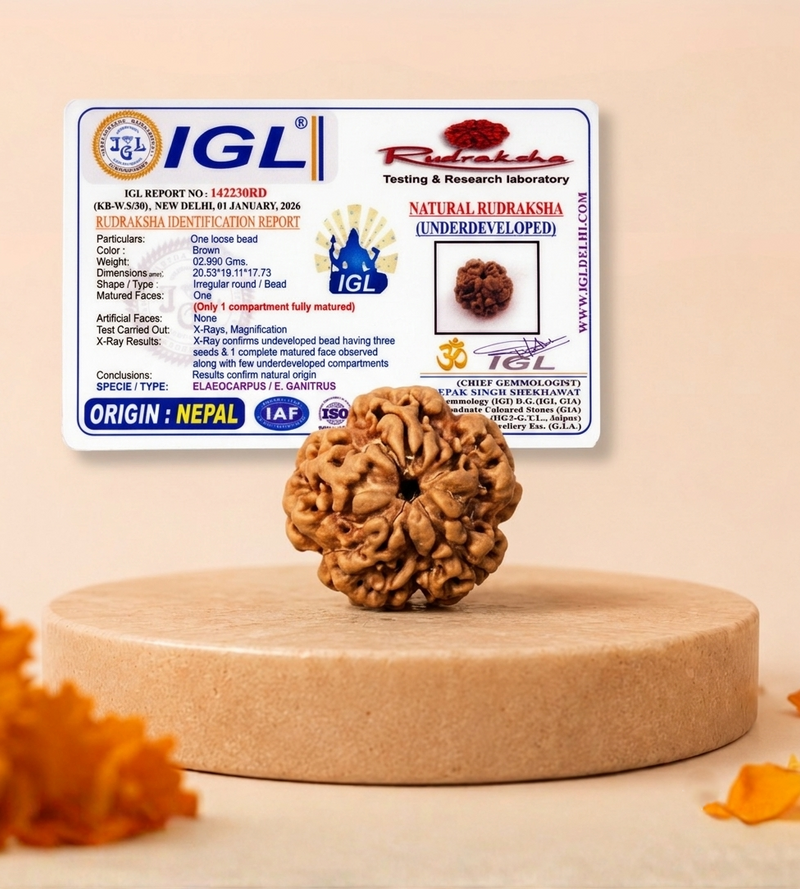 1 Mukhi Nepali Rudraksha Bead for Protection & Inner Peace